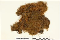 藏品(羽苔科 )的圖片